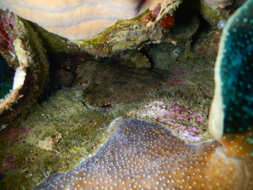 Eucrossorhinus dasypogon