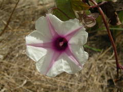 Ipomoea obscura obscura