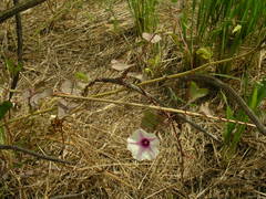 Ipomoea obscura obscura