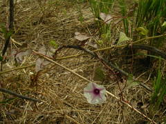Ipomoea obscura obscura