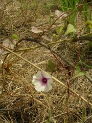 Ipomoea obscura obscura