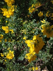Coronilla valentina glauca