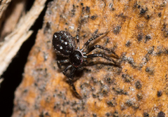 Tharpyna campestrata