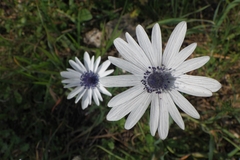 Anemone hortensis, photograph (c) Sylvain Montagner, some rights reserved (CC BY)