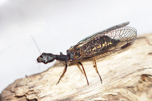 Taškuotasis kupriukas nuotrauka