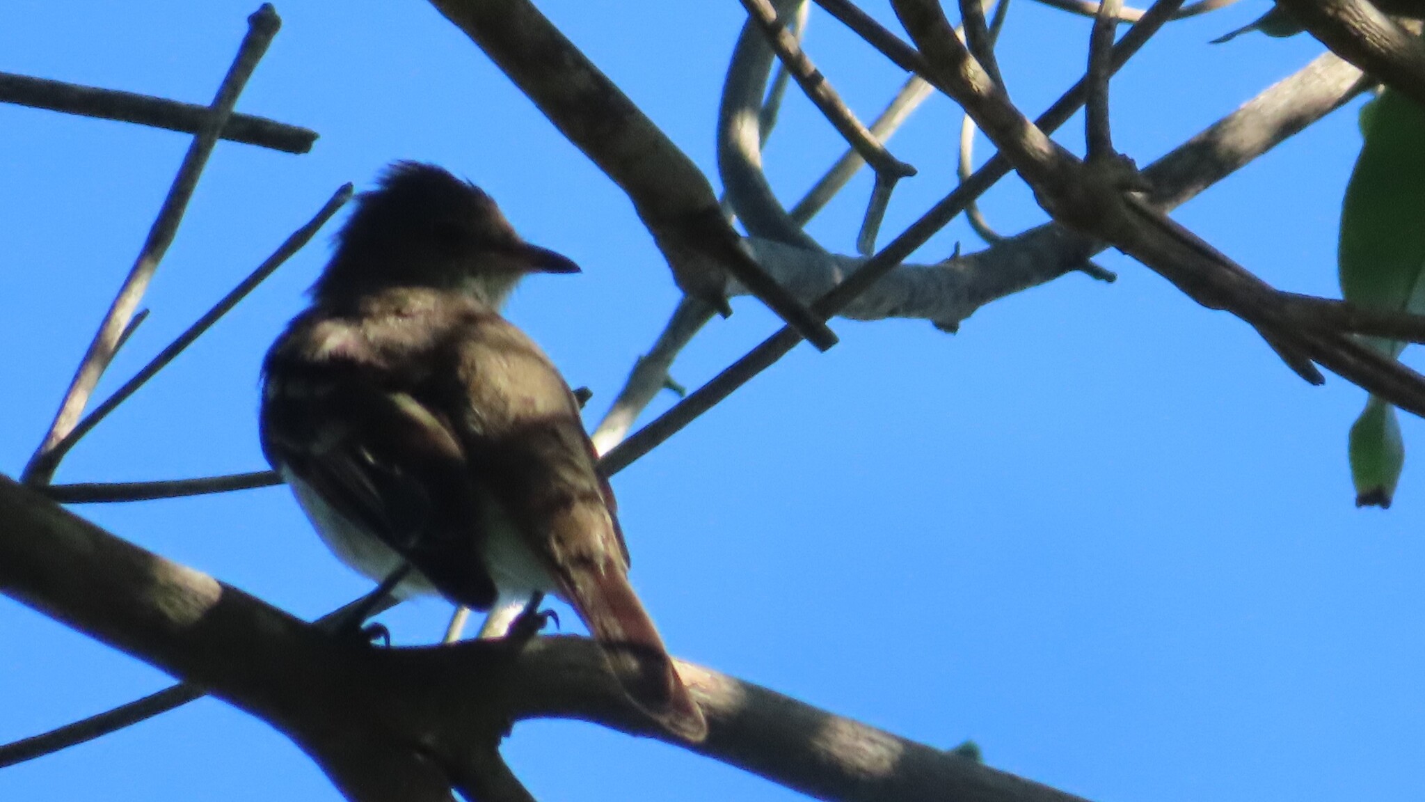 Noronha Elaenia (Elaenia ridleyana), photo 2