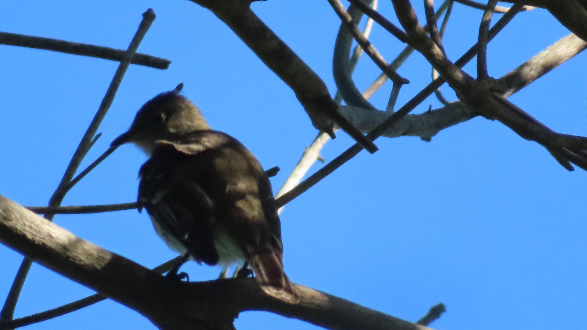 Noronha Elaenia (Elaenia ridleyana), photo 3