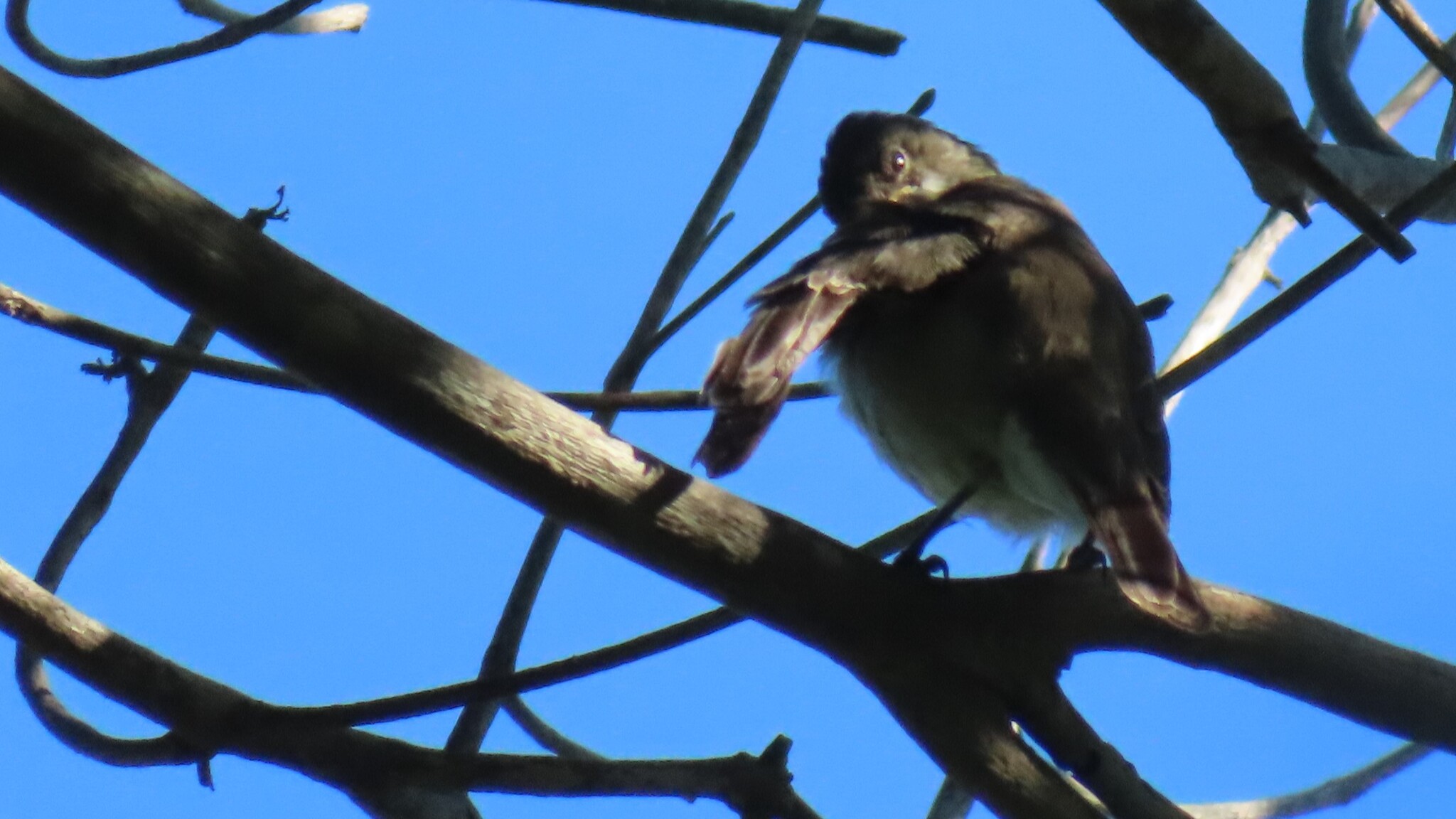 Noronha Elaenia (Elaenia ridleyana), photo 4