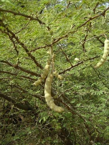 Acacia nilotica subsp. adstringens image