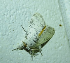 Calliteara farenoides