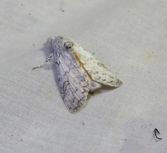 Calliteara farenoides