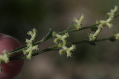 Pectocarya heterocarpa