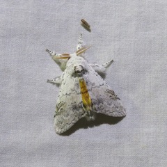 Calliteara farenoides