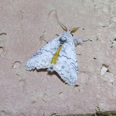 Calliteara farenoides