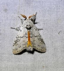 Calliteara farenoides