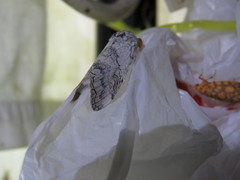 Calliteara farenoides