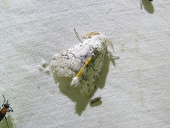 Calliteara farenoides