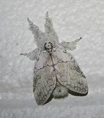 Calliteara farenoides