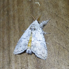 Calliteara farenoides