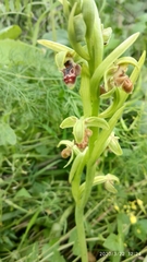 Ophrys umbilicata