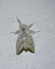 Calliteara farenoides