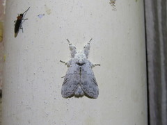 Calliteara farenoides