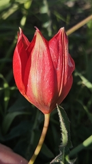 Tulipa orphanidea