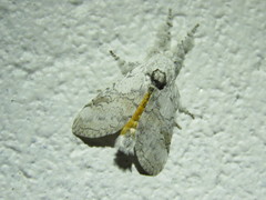 Calliteara farenoides