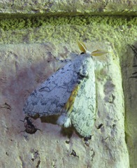 Calliteara farenoides