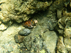 Opeatostoma pseudodon