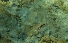 Serranus psittacinus