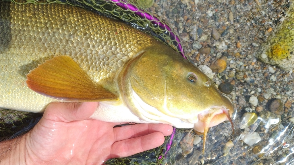 Italian barbel (Barbus plebejus) — Cyprinidae