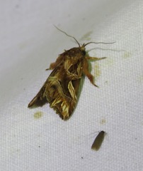 Callopistria coelisigna