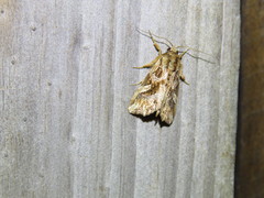 Callopistria coelisigna