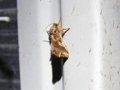 Callopistria coelisigna