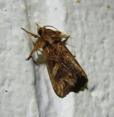 Callopistria coelisigna