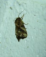 Callopistria coelisigna