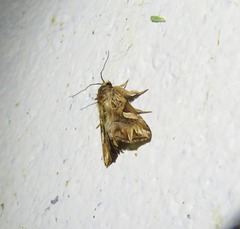 Callopistria coelisigna