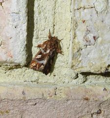 Callopistria coelisigna