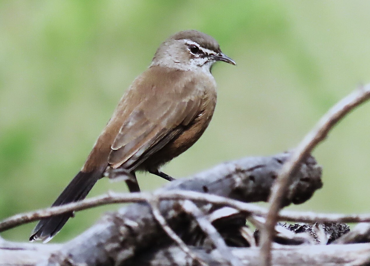 Karoo Scrub Robin (Tychaedon coryphoeus), photo 6