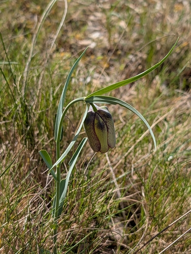 Fritillaria involucrata, photograph 3