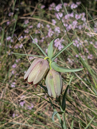 Fritillaria involucrata, photograph 2