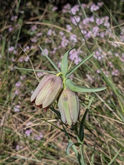 (c) Denis Bastianelli, some rights reserved (CC BY) Fritillaria involucrata, photograph (c) Denis Bastianelli, some rights reserved (CC BY)