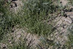 Pectocarya heterocarpa