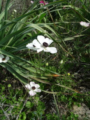 Ranunculus asiaticus