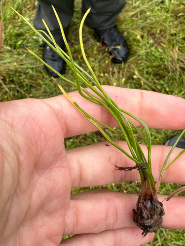 Isoetes howellii observed 2026-04-21