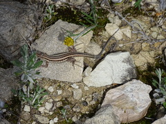 Ophisops elegans schlueteri