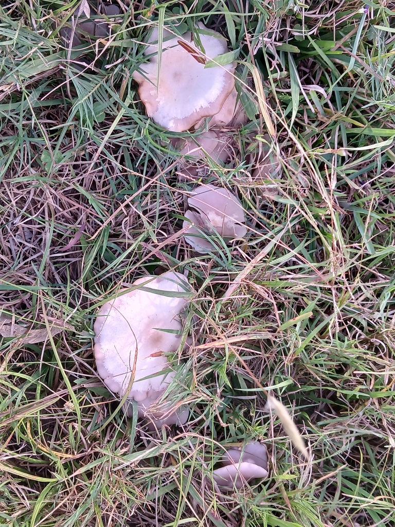 Collybia sordida · April 2026 · photo: © adriana_machado (iNaturalist, cc-by)