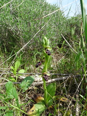 Ophrys kotschyi