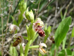Ophrys umbilicata